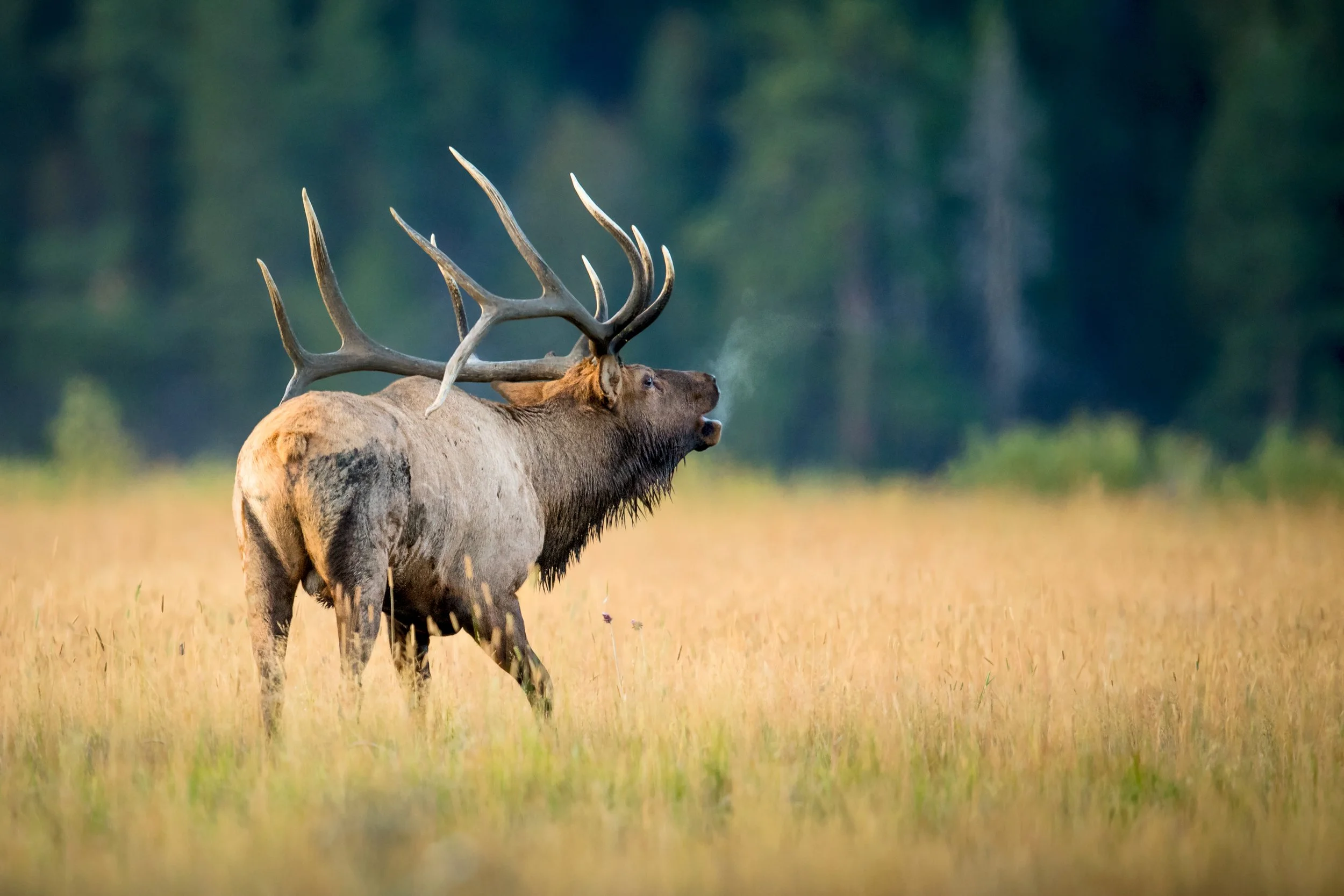 Elk Hunting DIY: Western Hunter's Blueprint