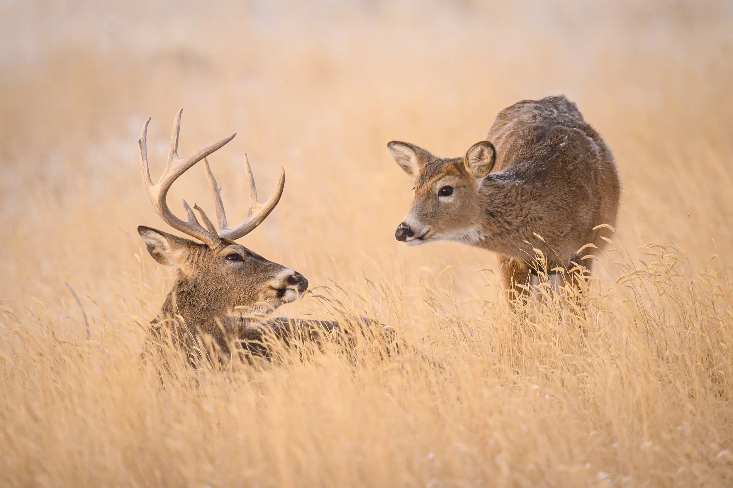 Rut Prediction & Timing Toolkit