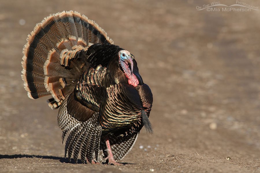 Turkey Hunting Decoded