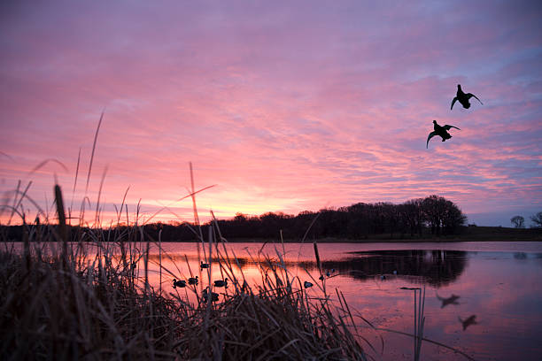 Waterfowl Warfare: Ducks & Geese