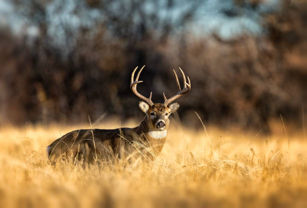 The Whitetail Obsession Bundle